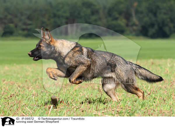 running east German Shepherd / IF-09572