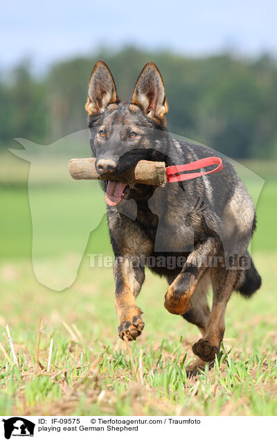 playing east German Shepherd / IF-09575