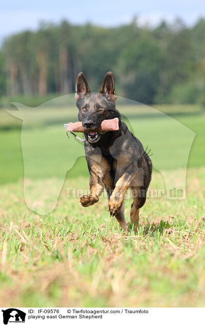 playing east German Shepherd / IF-09576