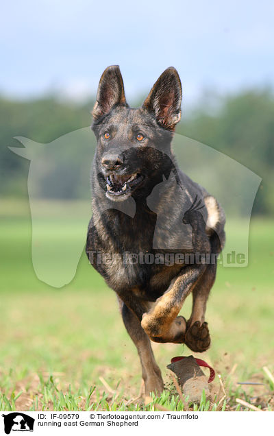 running east German Shepherd / IF-09579