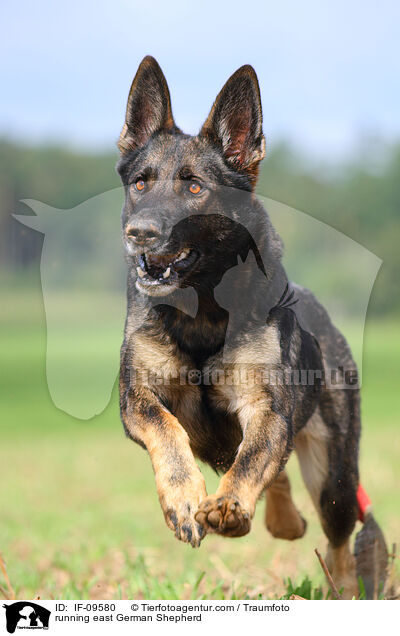 running east German Shepherd / IF-09580