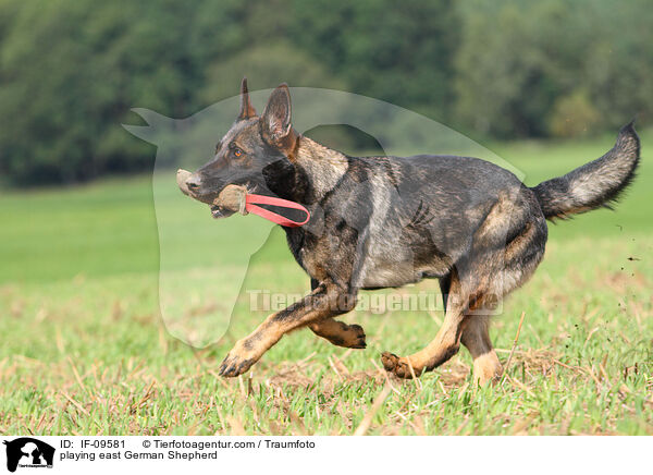 playing east German Shepherd / IF-09581