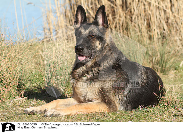 liegender Deutscher Schferhund DDR / lying East German Shepherd / SS-30650