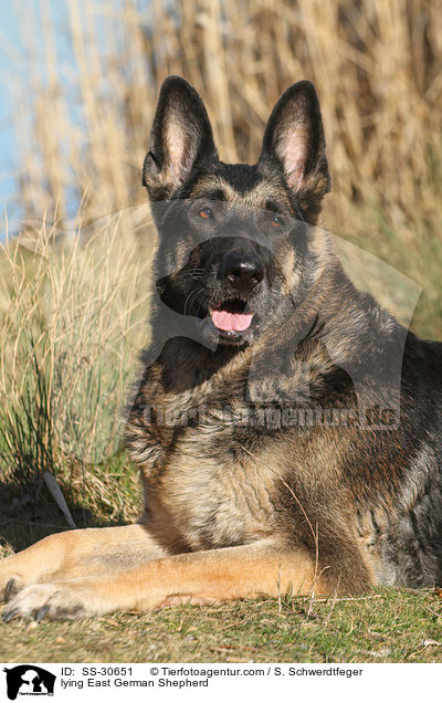 liegender Deutscher Schferhund DDR / lying East German Shepherd / SS-30651