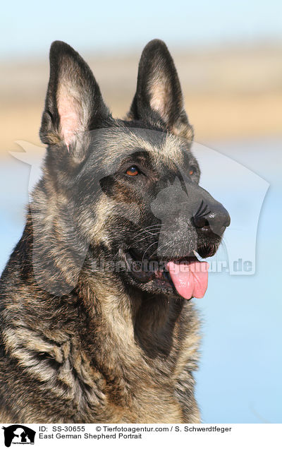 East German Shepherd Portrait / SS-30655