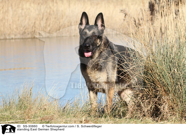 stehender Deutscher Schferhund DDR / standing East German Shepherd / SS-30660