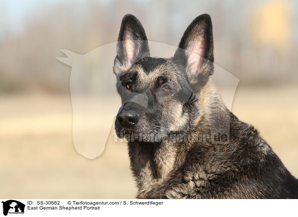 Deutscher Schferhund DDR Portrait / East German Shepherd Portrait / SS-30662