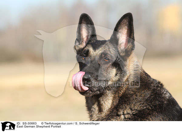 East German Shepherd Portrait / SS-30663