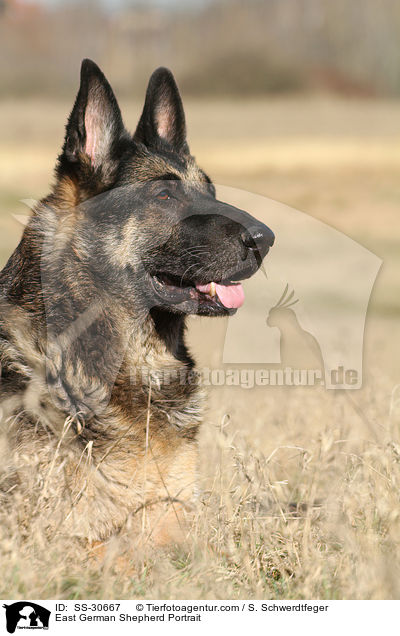 East German Shepherd Portrait / SS-30667