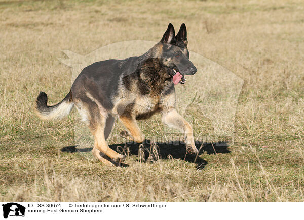 running East German Shepherd / SS-30674