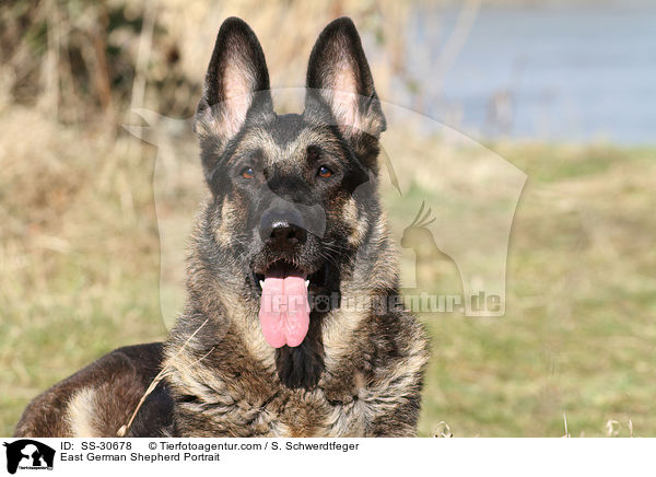 East German Shepherd Portrait / SS-30678