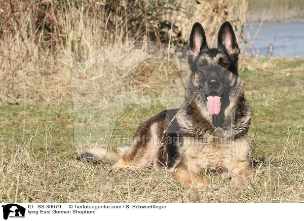 lying East German Shepherd / SS-30679