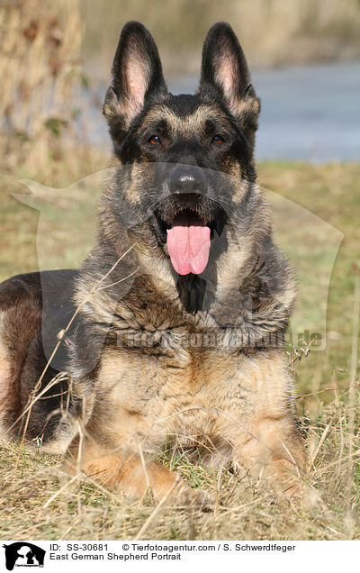 East German Shepherd Portrait / SS-30681