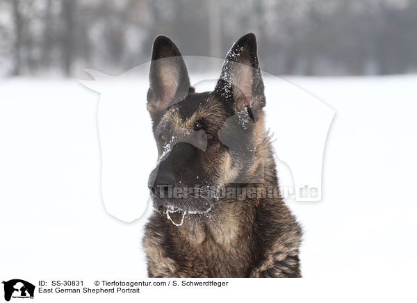 East German Shepherd Portrait / SS-30831