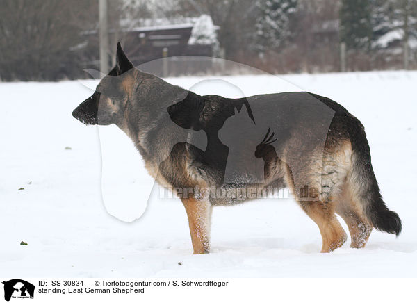 standing East German Shepherd / SS-30834