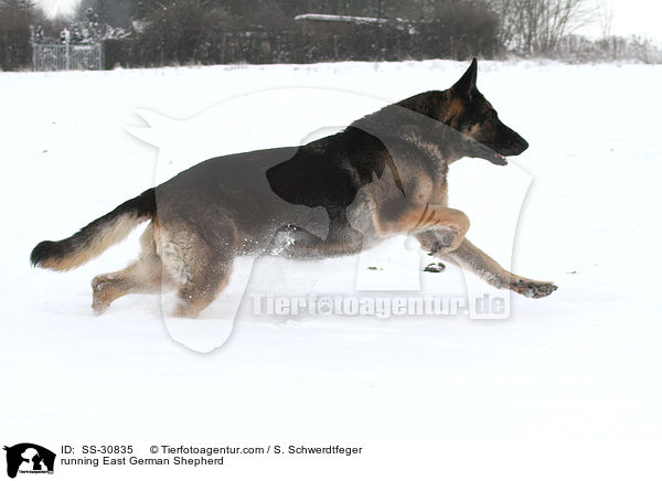 running East German Shepherd / SS-30835