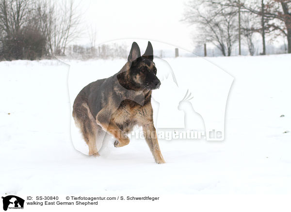 laufender Deutscher Schferhund DDR / walking East German Shepherd / SS-30840