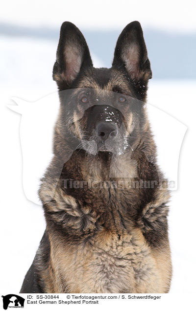 East German Shepherd Portrait / SS-30844