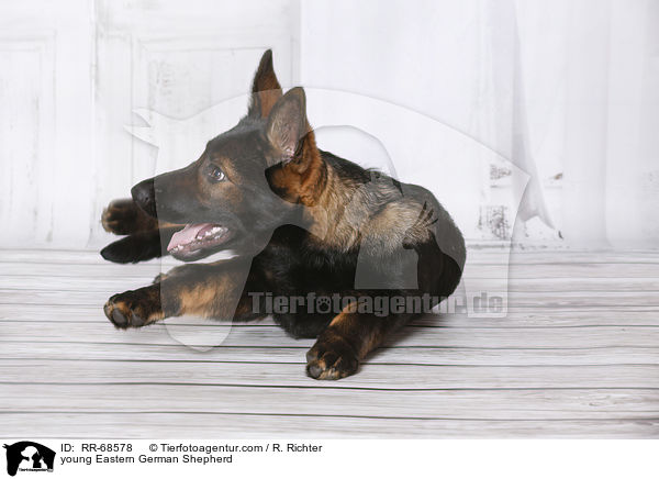 junger Deutscher Schferhund DDR / young Eastern German Shepherd / RR-68578