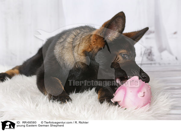 junger Deutscher Schferhund DDR / young Eastern German Shepherd / RR-68580