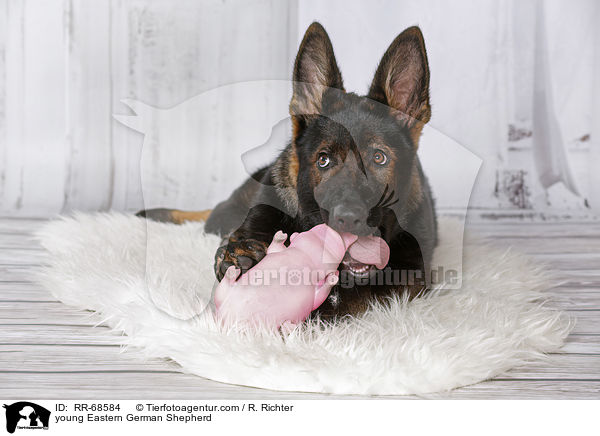 junger Deutscher Schferhund DDR / young Eastern German Shepherd / RR-68584