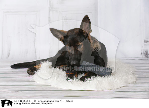 junger Deutscher Schferhund DDR / young Eastern German Shepherd / RR-68593