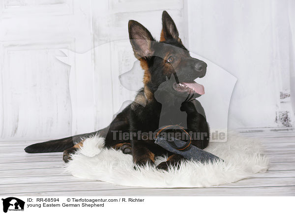 junger Deutscher Schferhund DDR / young Eastern German Shepherd / RR-68594