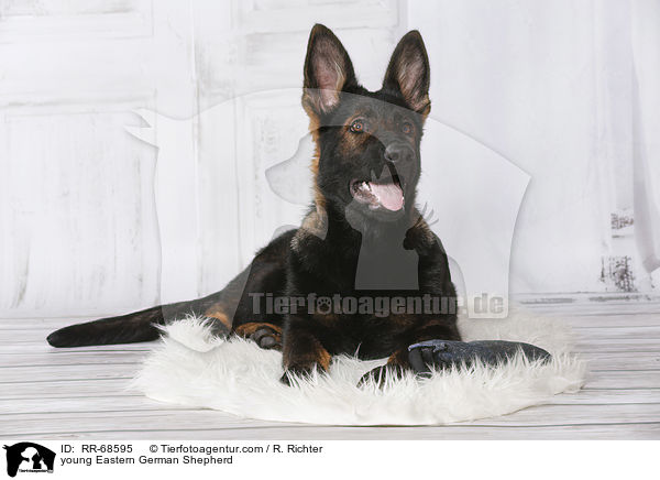 junger Deutscher Schferhund DDR / young Eastern German Shepherd / RR-68595