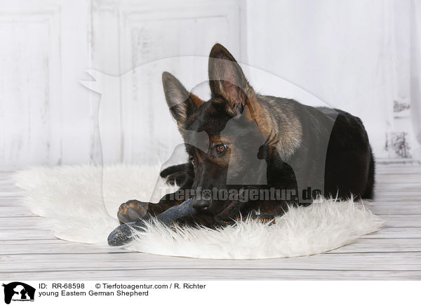 junger Deutscher Schferhund DDR / young Eastern German Shepherd / RR-68598