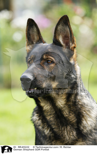 German Shepherd GDR Portrait / RR-85222