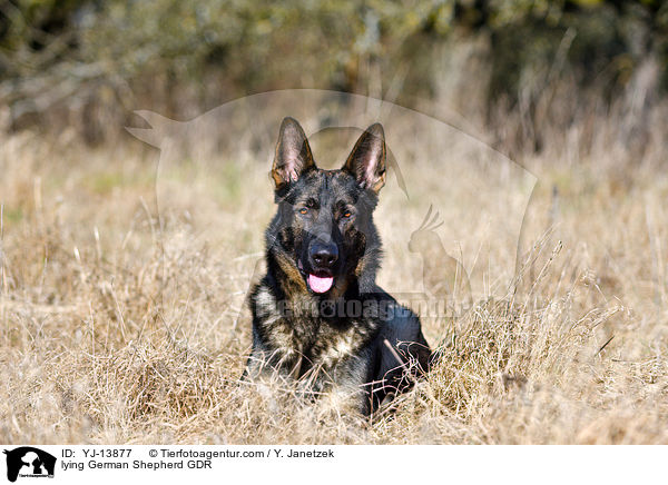 lying German Shepherd GDR / YJ-13877