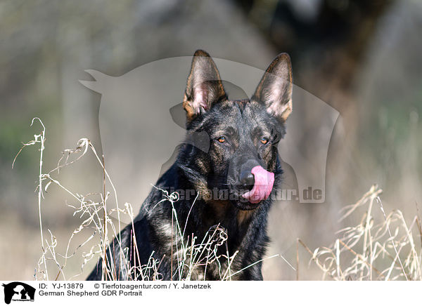 Deutscher Schferhund DDR Portrait / German Shepherd GDR Portrait / YJ-13879