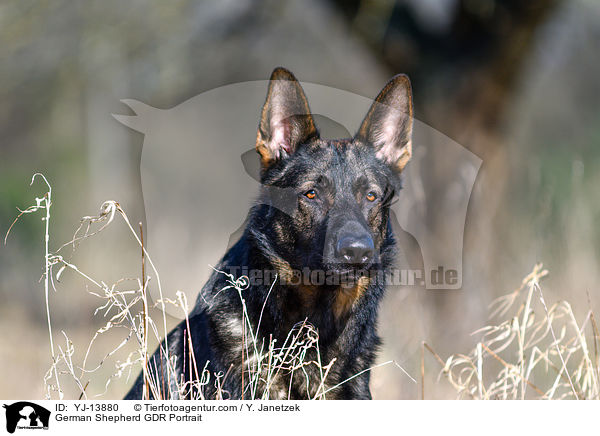 German Shepherd GDR Portrait / YJ-13880