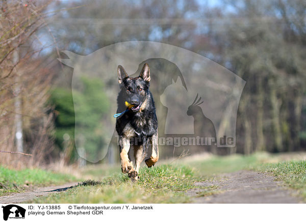 playing German Shepherd GDR / YJ-13885