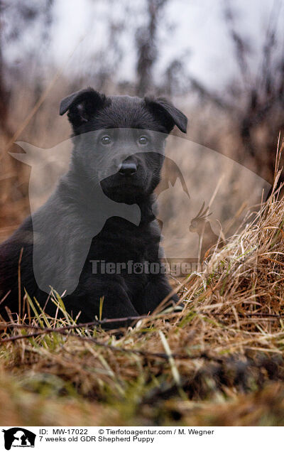 7 weeks old GDR Shepherd Puppy / MW-17022