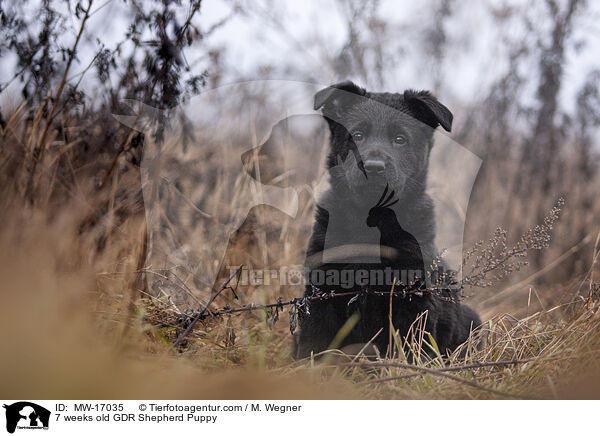 7 weeks old GDR Shepherd Puppy / MW-17035