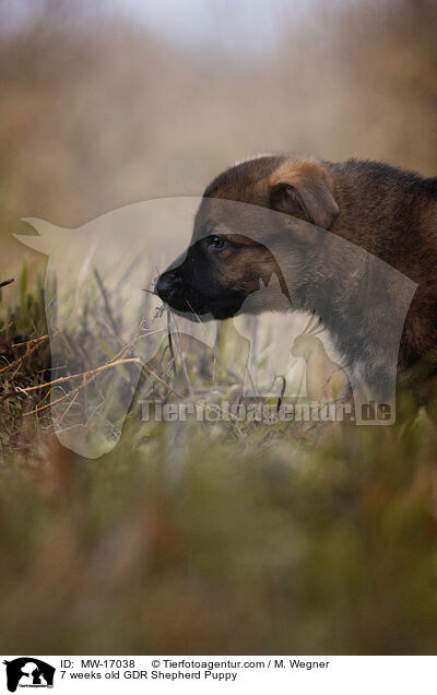 7 weeks old GDR Shepherd Puppy / MW-17038