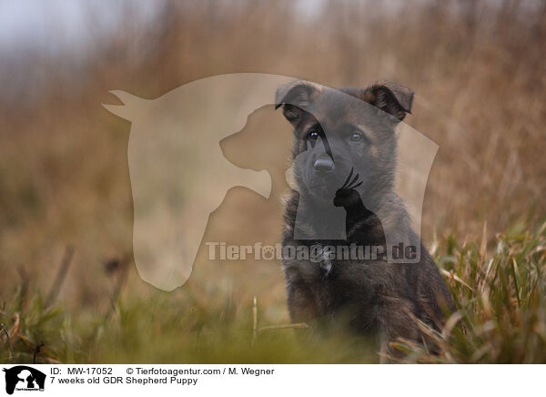 7 weeks old GDR Shepherd Puppy / MW-17052