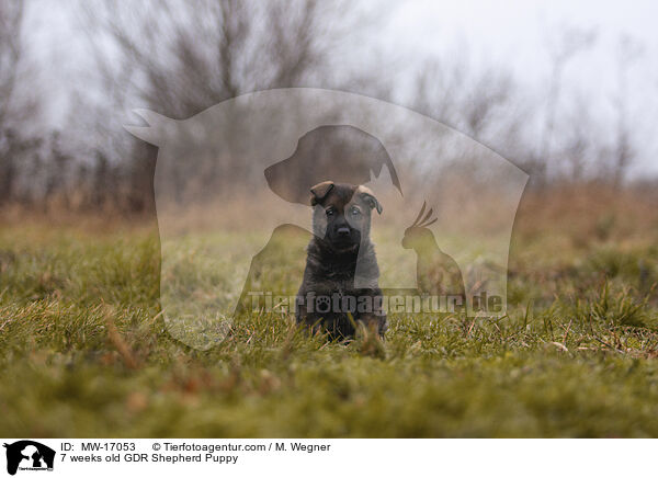 7 weeks old GDR Shepherd Puppy / MW-17053