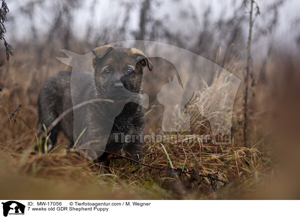 7 weeks old GDR Shepherd Puppy / MW-17056