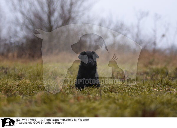 7 weeks old GDR Shepherd Puppy / MW-17065