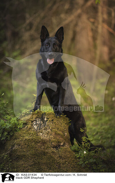 Schwarzer DDR Schferhund / black GDR Shepherd / KAS-01434