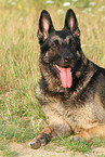 lying East German Shepherd