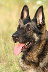 East German Shepherd portrait