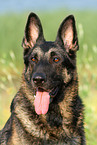 East German Shepherd portrait