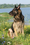 sitting East German Shepherd