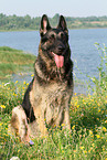 sitting East German Shepherd