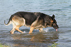 drinking East German Shepherd