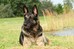 lying East German Shepherd