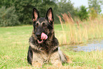 lying East German Shepherd